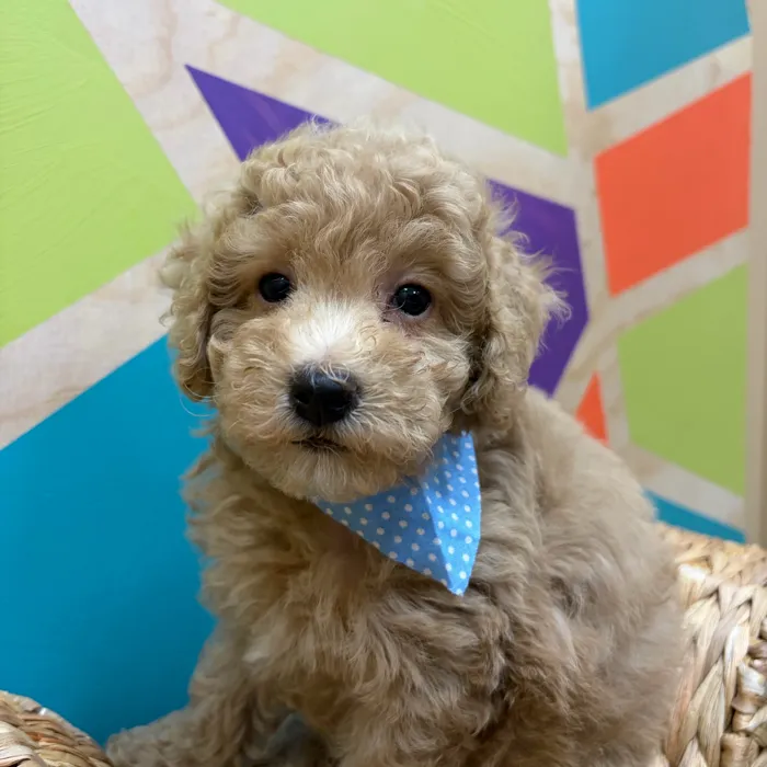 Male Mini Poodle puppy named Cirrus for sale at Petland Wichita West.