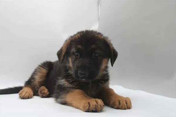 Male German Shepherd puppy for sale at Petland Joplin.