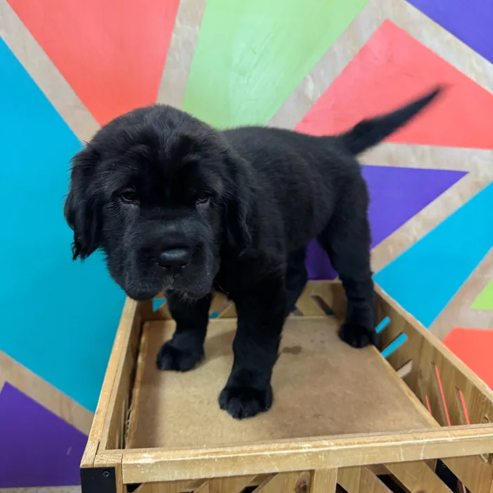 Female Mini Hippo puppy named Ebony for sale at Petland Wichita West.