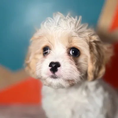 Female Cavachon puppy named Dana for sale at Petland Rogers.