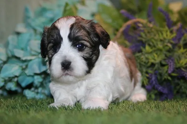Male Teddy Bear puppy for sale at Petland Joplin.