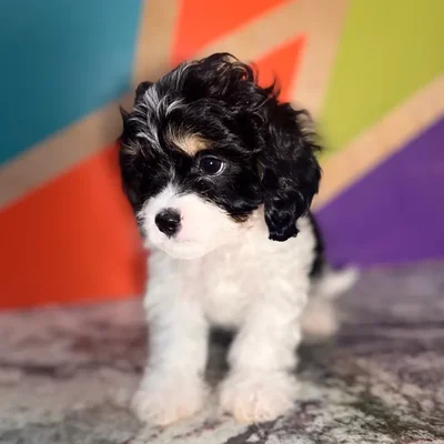 Male Cavachon puppy named Lance for sale at Petland Rogers.