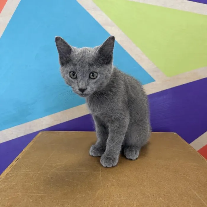 Male Russian Blue kitten named Dax for sale at Petland Fayetteville.