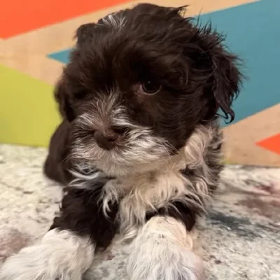 Female Havanese Puppy for Sale in Joplin, MO