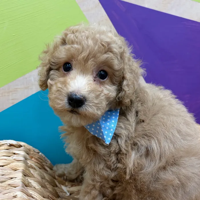 Male Mini Poodle puppy named Cirrus for sale at Petland Wichita West.