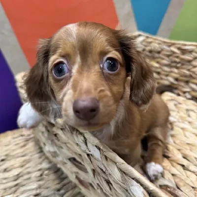 Female Dachshund Puppy for Sale in Rogers, AR