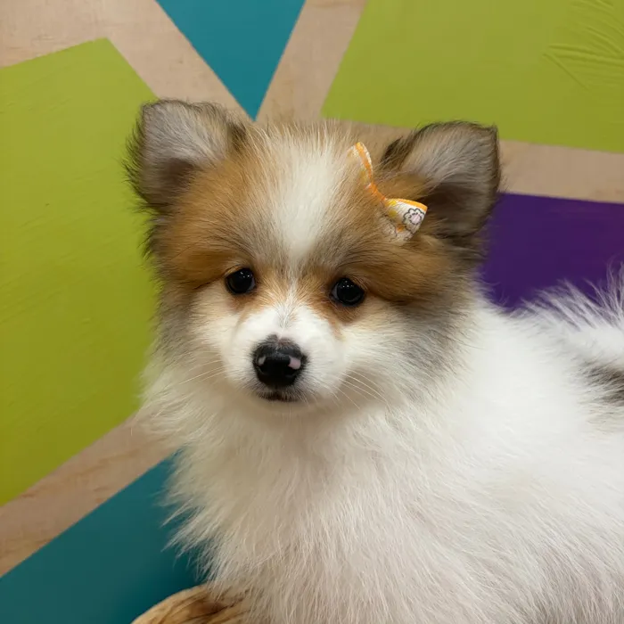 Female Pomeranian puppy named Patty for sale at Petland Wichita West.