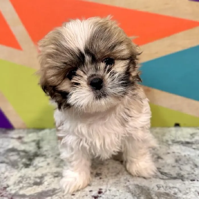 Female Shih Tzu Puppy for Sale in Fayetteville, AR