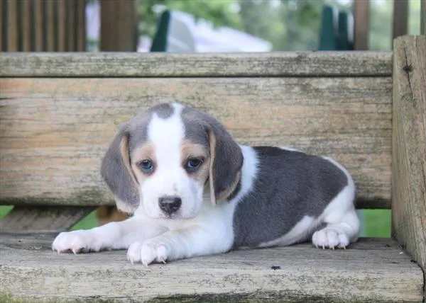 Female Beagle puppy for sale at Petland Rogers.