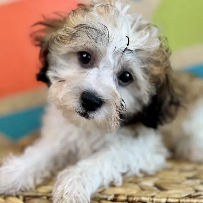 Male Teddy Bear Puppy for Sale in Fayetteville, AR