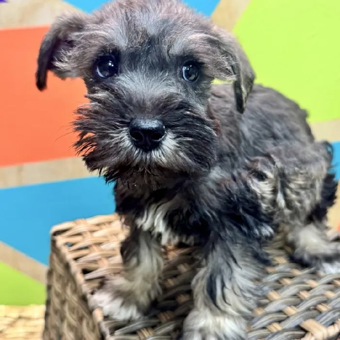 Male Mini Schnauzer Puppy for Sale in Rogers, AR
