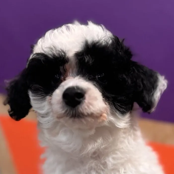 Female Mini Poodle puppy named Jessie for sale at Petland Rogers.