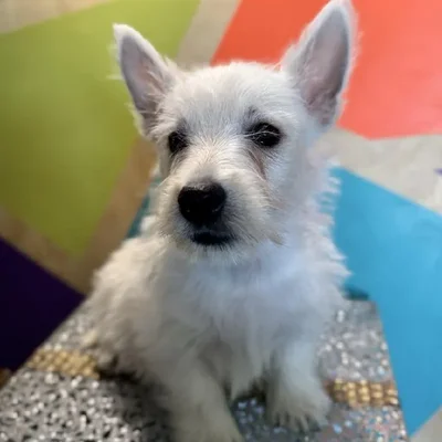 Male West Highland White Terrier Puppy for Sale in Rogers, AR