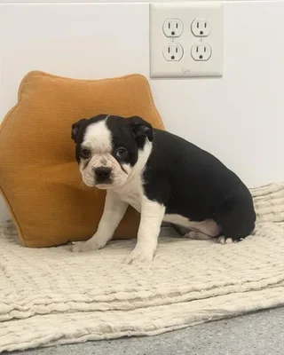 Female Boston Terrier puppy named Barbie for sale at Petland Rogers.