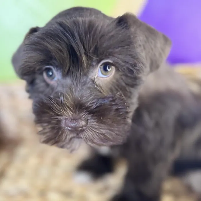 Female Mini Schnauzer Puppy for Sale in Rogers, AR