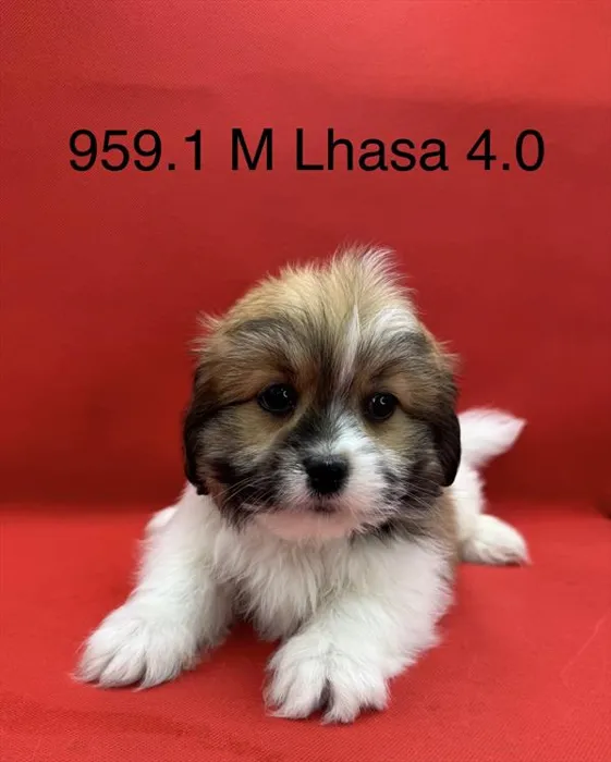 Male Lhasa Apso puppy for sale at Petland Wichita West.