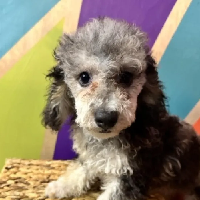 Male Mini Poodle Puppy for Sale in Rogers, AR