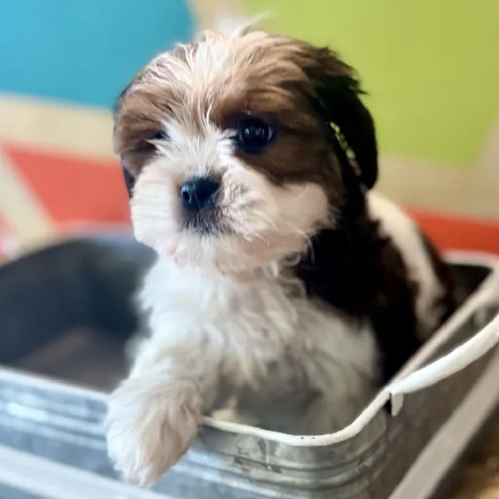 Female Shih Tzu Puppy for Sale in Rogers, AR