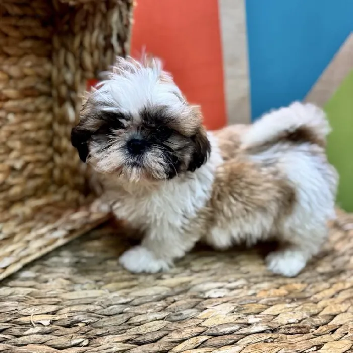 Male Shih Tzu Puppy for Sale in Rogers, AR