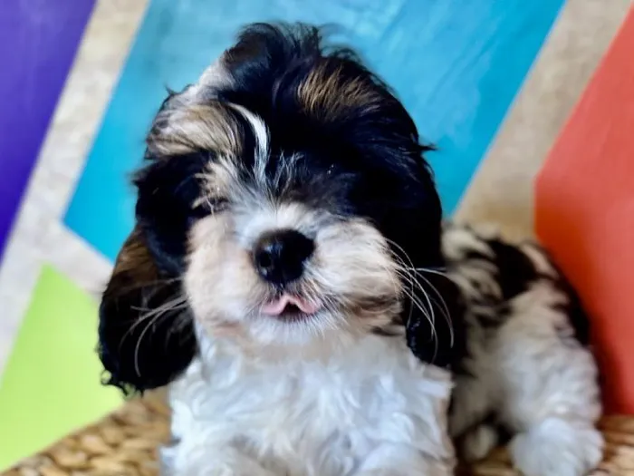 Male Cavapoo Puppy for Sale in Rogers, AR