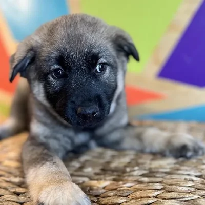 Male Norwegian Elkhound Puppy for Sale in Rogers, AR