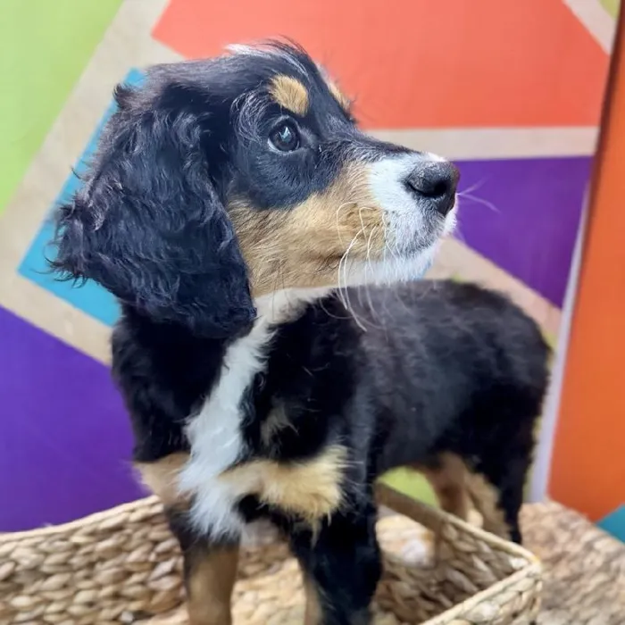 Female Mini Bernedoodle Puppy for Sale in Rogers, AR