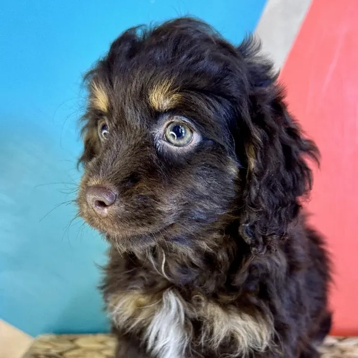 Female Cockapoo Puppy for Sale in Rogers, AR