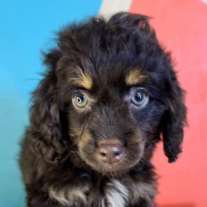 Female Cockapoo Puppy for Sale in Rogers, AR