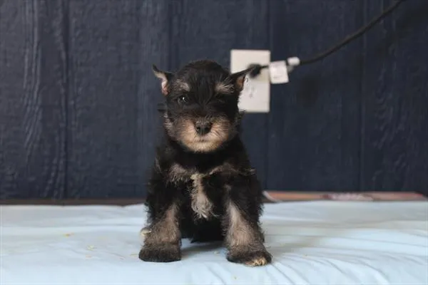 Male Mini Schnauzer puppy for sale at Petland Joplin.