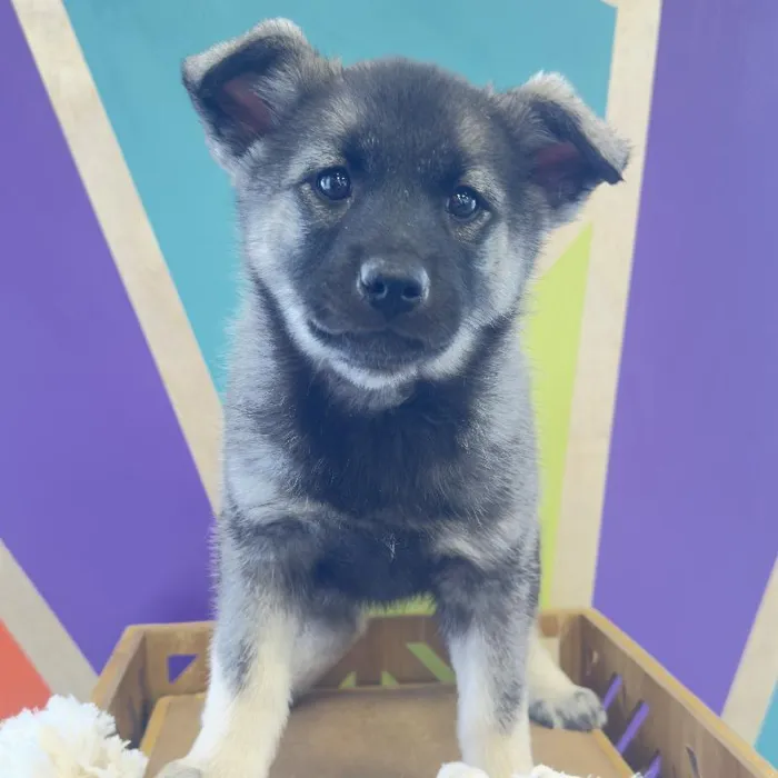 Female Norwegian Elkhound Puppy for Sale in Joplin, MO