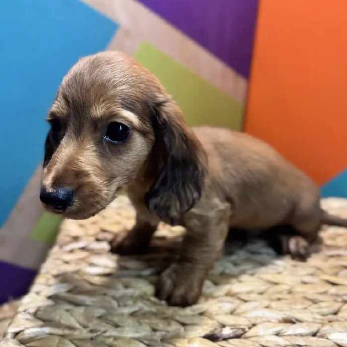 Male Dachshund Puppy for Sale in Rogers, AR
