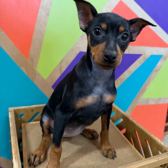 Female Min Pin puppy named Maria for sale at Petland Fayetteville.