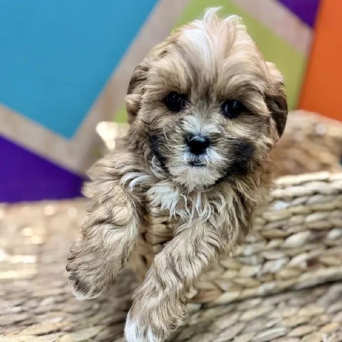 Male Shipoo Puppy for Sale in Rogers, AR
