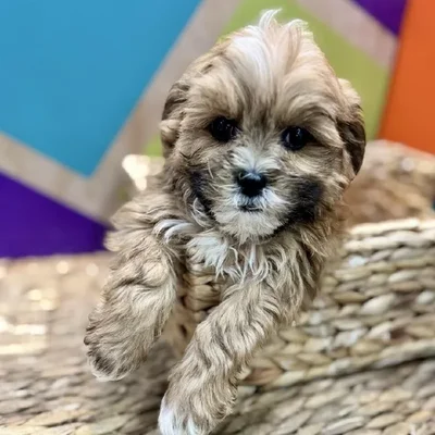 Male Shipoo Puppy for Sale in Rogers, AR