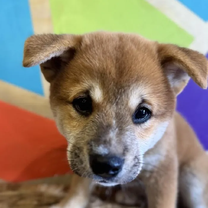 Male Shiba Inu Puppy for Sale in Joplin, MO
