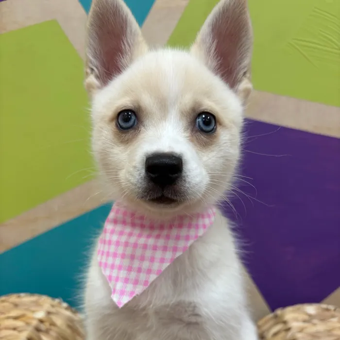Female Alaskan Klee Kai puppy named Glamour for sale at Petland Wichita West.