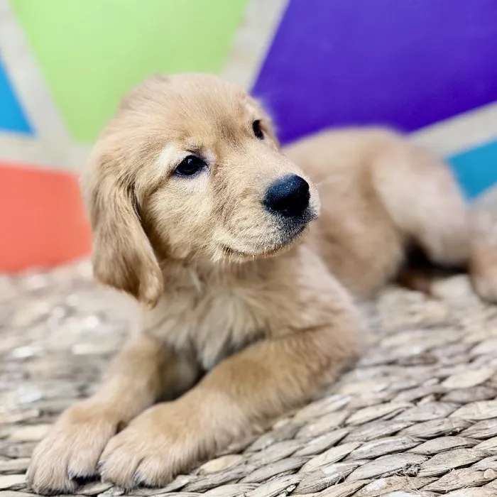 Male Golden Retriever Puppy for Sale in Rogers, AR