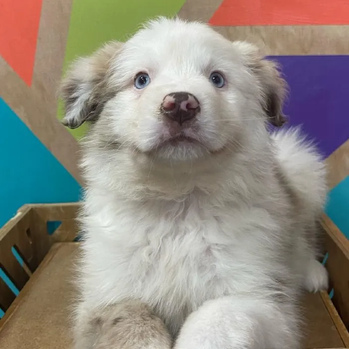 Male Mini Aussie Puppy for Sale in Joplin, MO