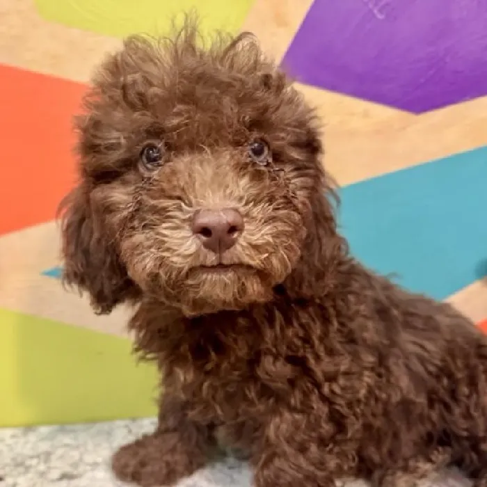 Male Cavapoo Puppy for Sale in Joplin, MO