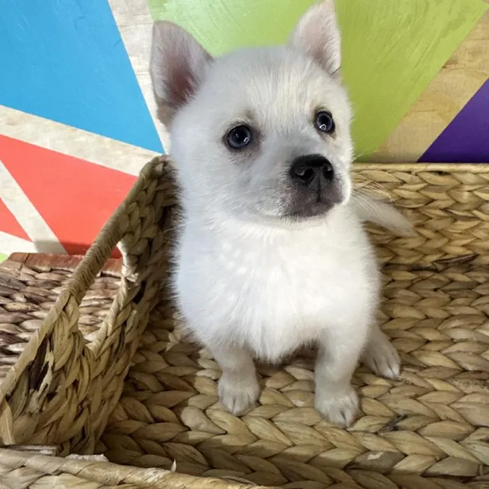 Female Alaskan Klee Kai Puppy for Sale in Rogers, AR