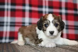 car_main_img_/media/ap_media/pets/CTVKYDHASZVI189983.webp.250x250_q85.webp