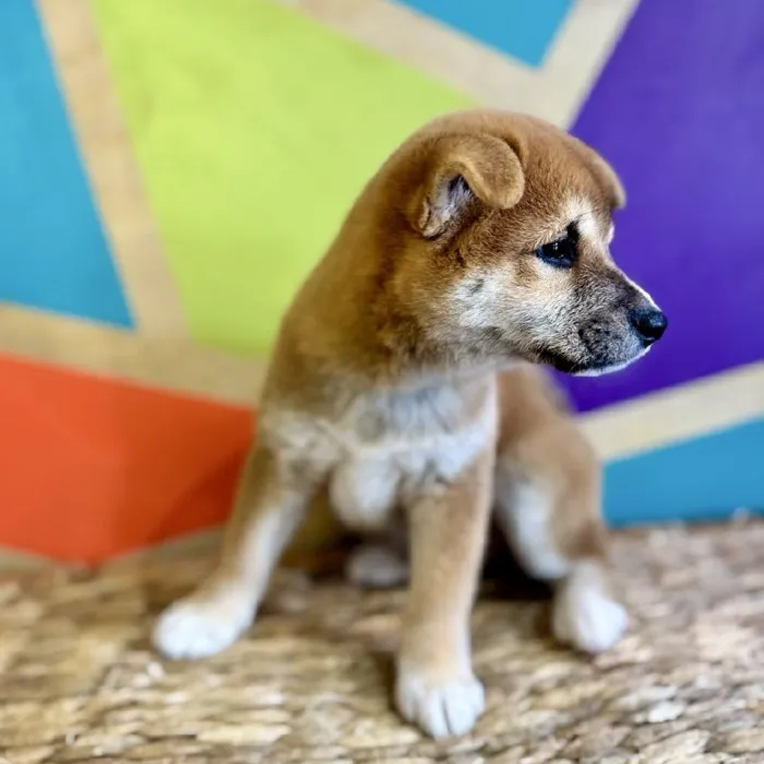 Male Shiba Inu Puppy for Sale in Joplin, MO