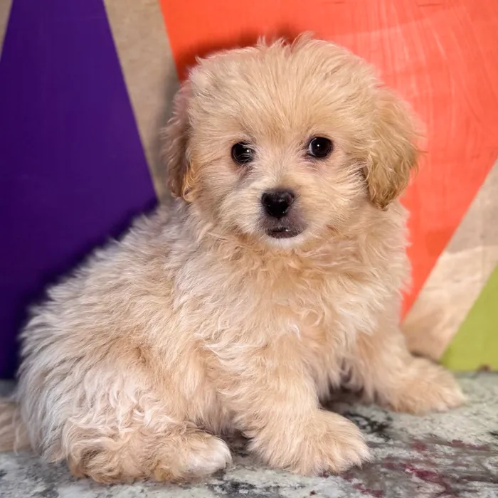 Male Peke-A-Poo puppy named Ken for sale at Petland Fayetteville.