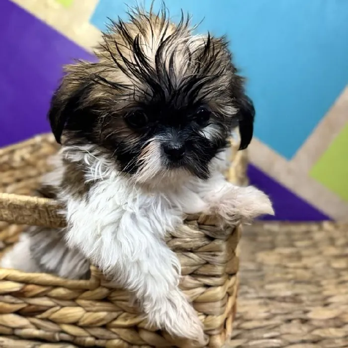 Male Shih Tzu Puppy for Sale in Rogers, AR