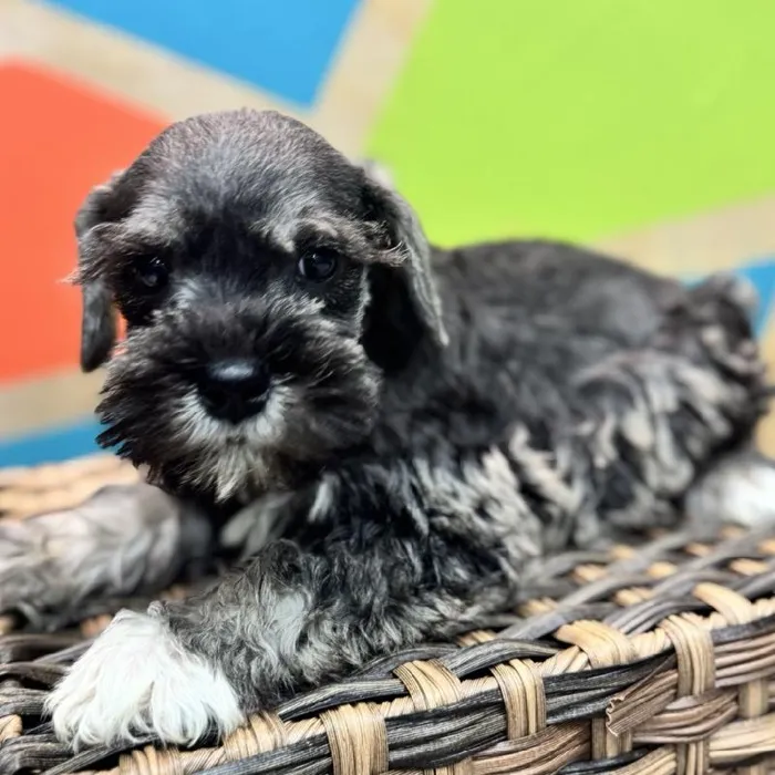 Male Mini Schnauzer Puppy for Sale in Rogers, AR