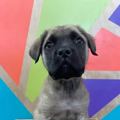 Male English Mastiff Puppy for Sale in Joplin, MO
