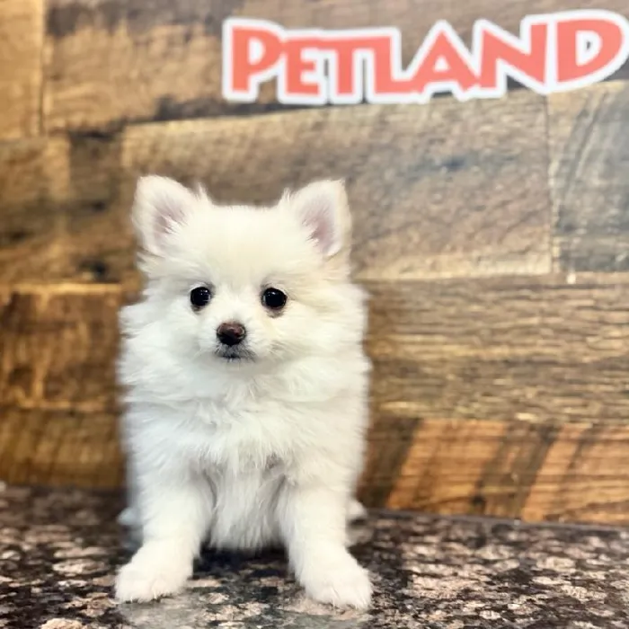 Female Pomeranian Puppy for Sale in Joplin, MO