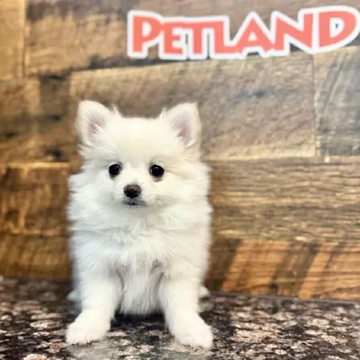 Female Pomeranian Puppy for Sale in Joplin, MO