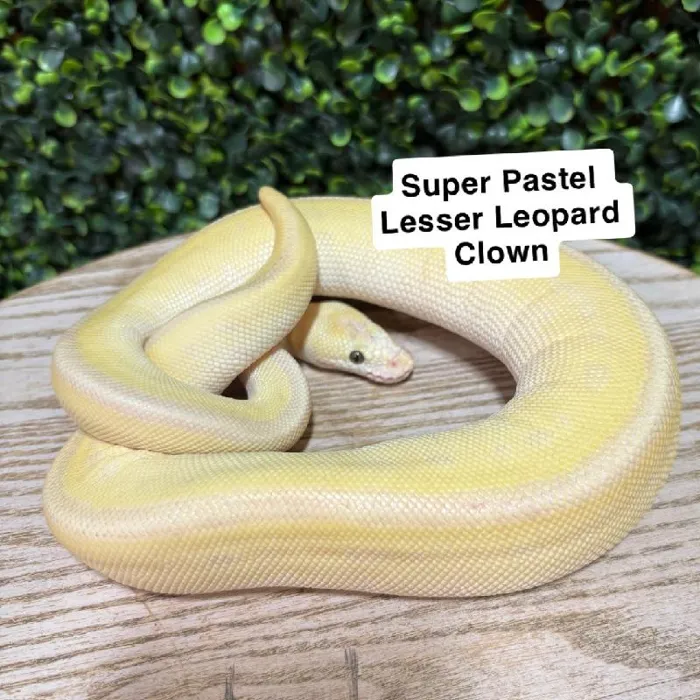 Female Ball Python reptile for sale at Petland Joplin.