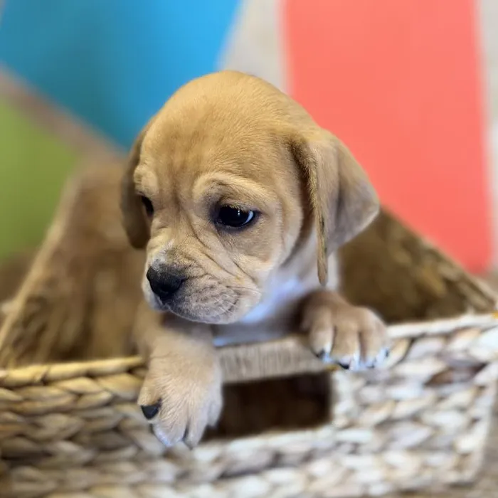 Female Mini Bulldog Puppy for Sale in Rogers, AR